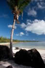 Praia com palmeira, Aitutaki, Ilhas Cook — Fotografia de Stock