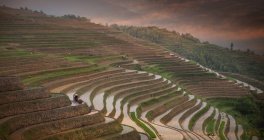 Campos adosados, Longsheng, provincia de Guangxi, China - foto de stock