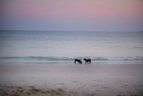 Chiens jouant sur la plage — Photo de stock