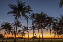 Palms in Lummus Park in the famous Art Deco District in South Beach — стоковое фото