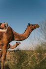 Camelos no deserto, Bikaner, Rajasthan, Índia — Fotografia de Stock