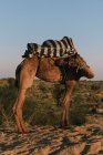 Camel in desert, Bikaner, Rajasthan, India — Stock Photo