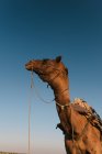 Camello, Bikaner, Rajastán, India - foto de stock
