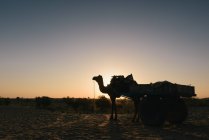 Camel in desert, Bikaner, Rajasthan, India — Stock Photo