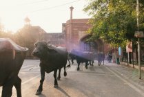 Taj Mahal water buffalo walking street at dawn, Agra, Uttar Prad — Stock Photo