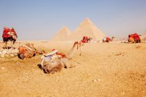 Kamele mit Pyramiden im Hintergrund, Gizeh, Ägypten — Stockfoto