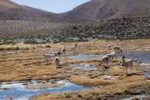 Altiplano, Hochebene, San Pedro de Atacama, Antofagasta, Chile — Stockfoto
