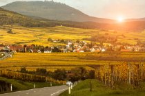 Carretera rural y viñedos en route des vins d 'Alsace, Francia - foto de stock
