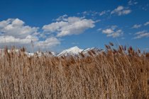 View of reeds in front of snow capped mountain, Lehi, Utah, USA — Stock Photo
