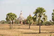 Vista de palmeras y pagoda Shwesandaw, Bagan, Región de Mandalay - foto de stock