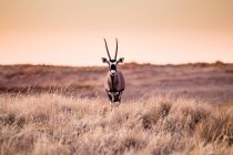 Portrait of oryx in Namibrand Nature Reserve, Namibia — стокове фото