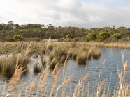 Вид на болотяні трави і заболочені землі, Англсія, Вікторія, Австралія — стокове фото