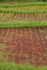 Растёт рис на рисовых террасах Убуда, Бали, Индонезия — стоковое фото