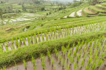 Reisanbau auf Reisterrassen von Ubud, Bali, Indonesien — Stockfoto