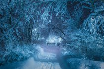 Snow covered trees and path at botanic gardens at night, Reykjavik — Stock Photo