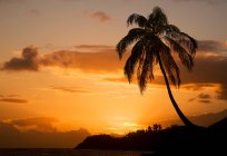 Silhouetted coastal palm tree at sunset, Baracoa — Stock Photo