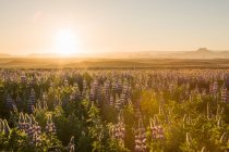 Sunset over field of purple lupin, South Iceland — Stock Photo
