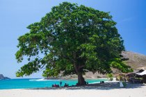 Árvore na praia de Mawun, Pantai Mawun, Lombok, Indonésia — Fotografia de Stock