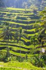 Terrazze di riso, Bali, Indonesia — Foto stock