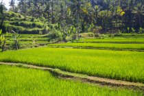 Rice terraces, Bali, Indonesia — Stock Photo