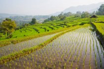 Terrazas de arroz, Bali, Indonesia - foto de stock