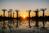Silhouettierte Allee von Baobab-Bäumen bei Sonnenuntergang, Madagaskar, Afrika — Stockfoto