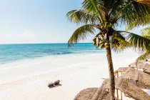 Высокий угол обзора шезлонгов на пляже, Тулум, Ривьера Майя — стоковое фото