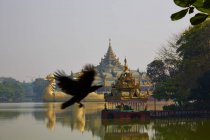 Corvo che vola davanti al palazzo Karaweik, Rangoon / Myanmar — Foto stock
