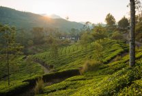 Sunrise over hills and valley, Top Station, Kerala, India — Stock Photo