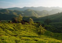 Alba sulle colline e sulla valle, Top Station, Kerala, India — Foto stock