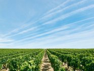 Schöner Weinberg, Bordeaux, Frankreich — Stockfoto