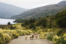 Sheep walking at Puerto Tranquilo, Chile — Stock Photo