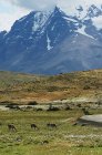 Національний парк Торрес - Дель - Пайн (Чилі) — стокове фото