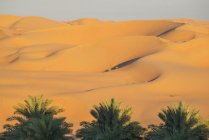 Dattelpalmen und Sanddünen in der Wüste des leeren Viertels — Stockfoto