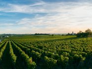 Красивый виноградник, Бордо, Франция — стоковое фото