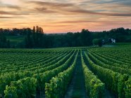 Beautiful Vineyard, Burdeos, Francia - foto de stock