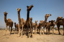 Camellos en Pushkar Camel Fair, Pushkar, Rajastán, India - foto de stock
