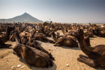 Camelos ajoelhados em Pushkar Camel Fair, Pushkar, Rajasthan, Índia — Fotografia de Stock