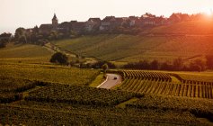 Vineyard, Riquewihr, Alsace, France — Stock Photo