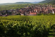 Vineyard, Riquewihr, Alsace, France — стокове фото
