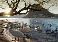 Manada de cisnes y patos a orillas del lago, Lago Lugano, Tessin - foto de stock