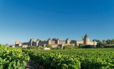Vinhedos e cidade fortificada medieval de Carcassonne, França — Fotografia de Stock