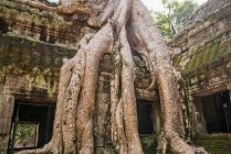 Tempelruinen und überwucherte Baumwurzeln in Ta Phrom, Angkor Wat, K — Stockfoto