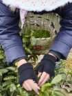 Raccoglitore di tè raccogliere foglie di tè in piantagione vicino a Ningbo, Zhejian — Foto stock
