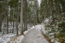 Снежная лесная тропа, Озил, Бавария, Германия — стоковое фото