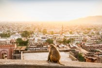 Affe bei erhöhtem Blick vom Sonnentempel, Jaipur, Rajasth — Stockfoto