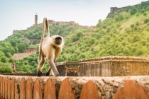 Macaco, Amber fort, Jaipur, Rajasthan, Índia — Fotografia de Stock