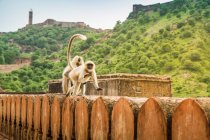 Monos, Amber fort, Jaipur, Rajastán, India - foto de stock