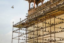 Aves en andamios, Fuerte Rojo, Delhi, India - foto de stock