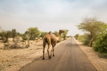 Visão traseira do camelo andando ao longo da estrada, Thar deserto, Jaisalmer, R — Fotografia de Stock